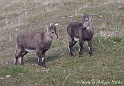 Bouquetin 5671_wm